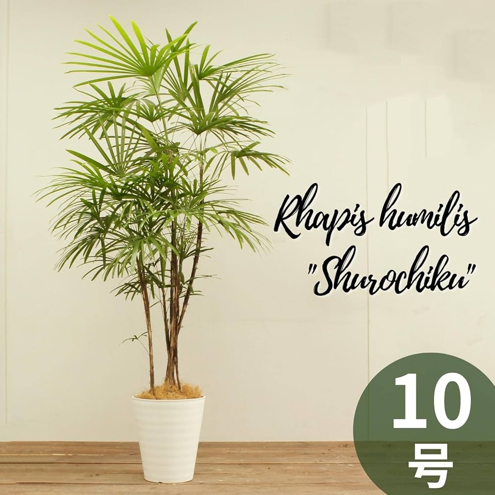 Amazon.co.jp: Shlochiku No. 10 with Saucer (Ornamental